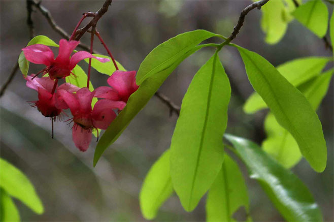 Brackenridgea zanguebarica