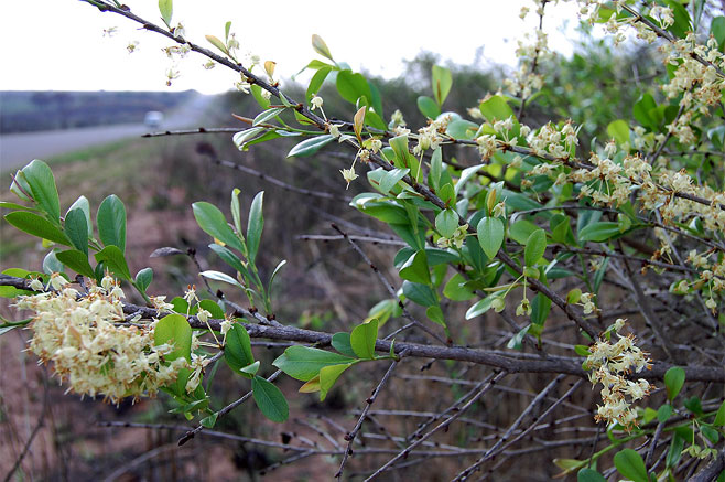 Brackenridgea zanguebarica