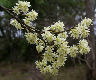 Brackenridgea zanguebarica