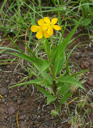 Tricliceras glanduliferum