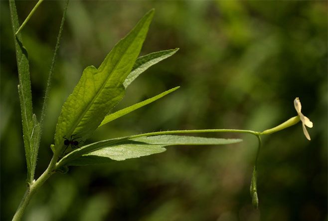Tricliceras lobatum