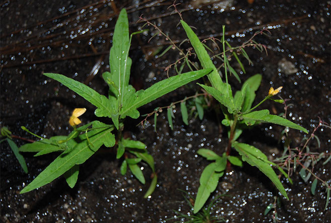 Tricliceras lobatum