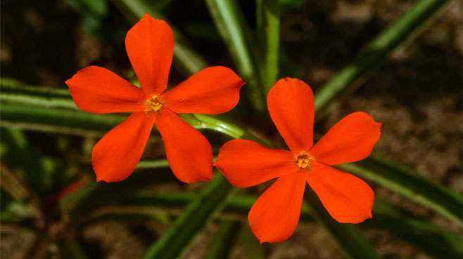 Tricliceras longepedunculatum