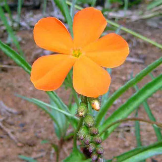 Tricliceras longepedunculatum