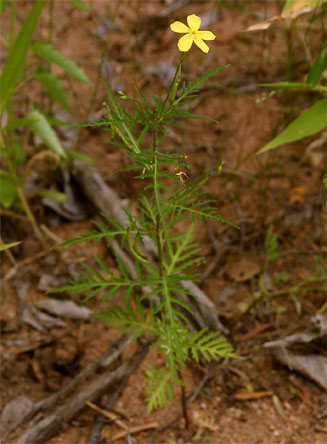 Tricliceras tanacetifolium