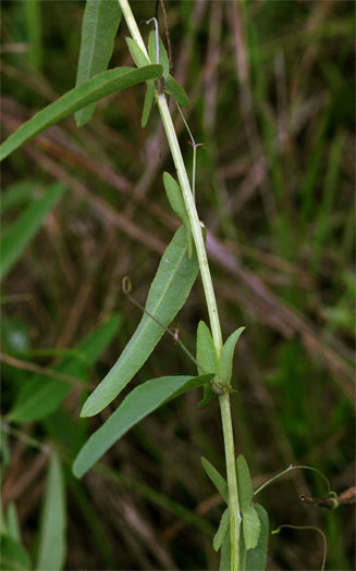 Basananthe apetala