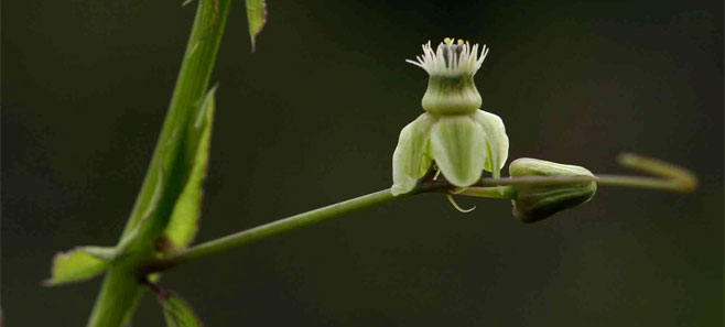 Basananthe apetala