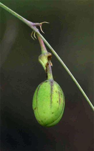 Basananthe apetala