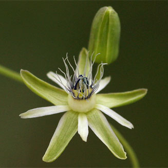Basananthe hanningtoniana