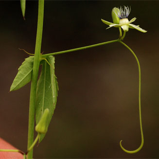 Basananthe hanningtoniana