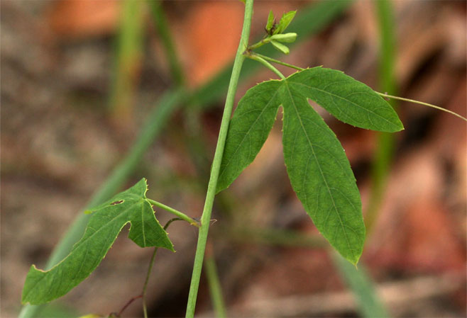 Basananthe hanningtoniana