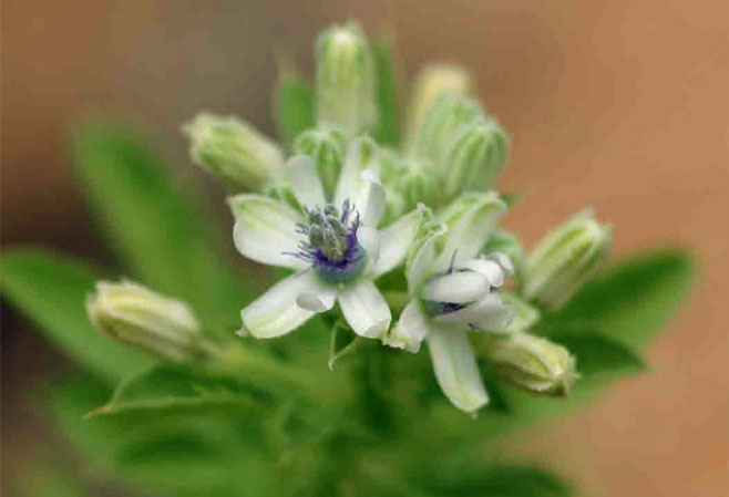 Basananthe pedata 