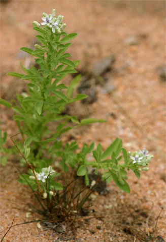 Basananthe pedata 