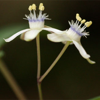 Basananthe pseudostipulata