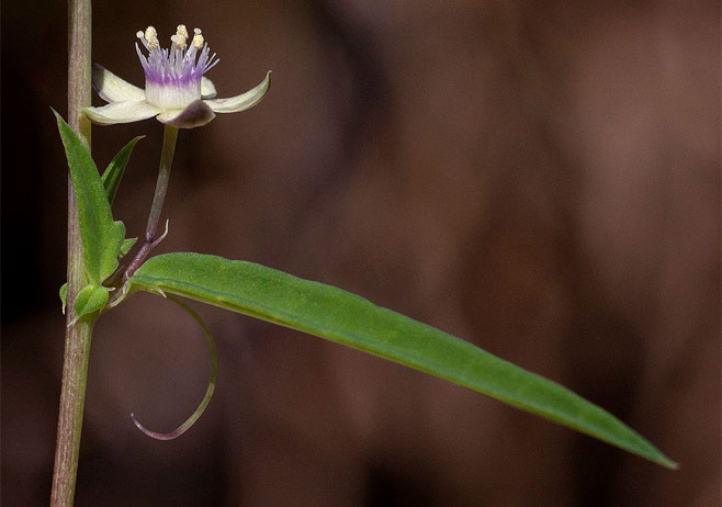 Basananthe pseudostipulata