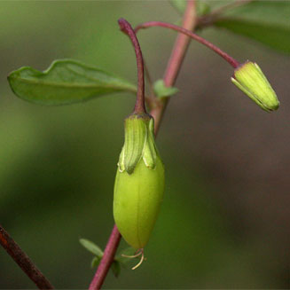 Basananthe pseudostipulata
