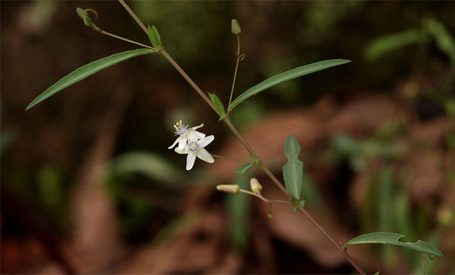 Basananthe pseudostipulata