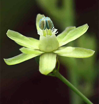 Basananthe triloba