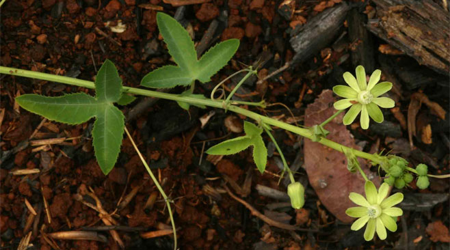 Basananthe triloba
