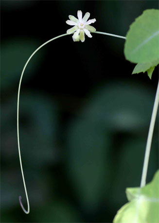Basananthe triloba