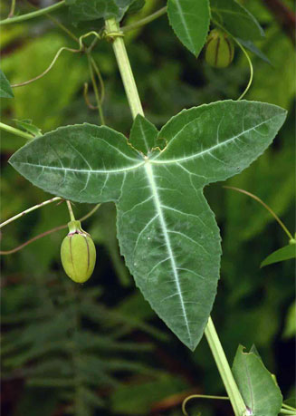 Basananthe triloba