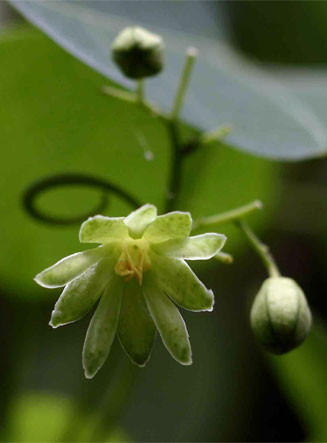 Adenia gummifera