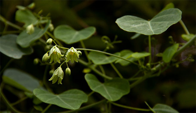Adenia gummifera