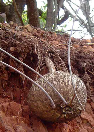 Adenia digitata