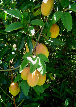 Adenia digitata