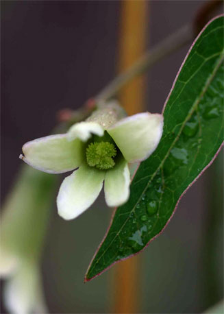 Adenia digitata