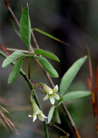 Adenia digitata
