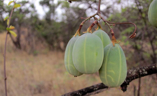 Adenia digitata