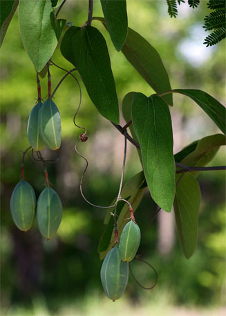 Adenia digitata