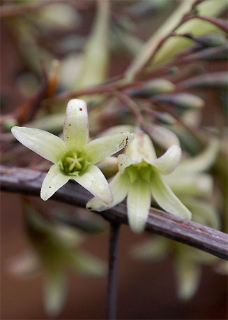 Adenia digitata