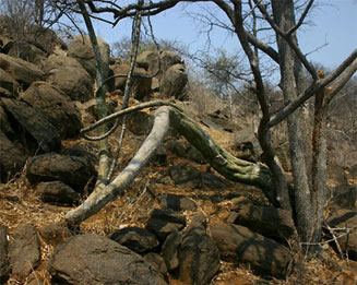 Adenia fruticosa