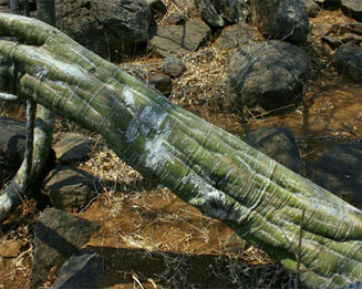 Adenia fruticosa