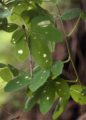 Adenia karibaensis 