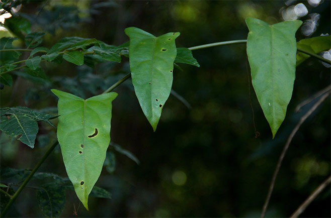 Adenia lobata
