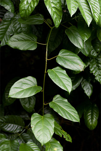 Adenia lobata
