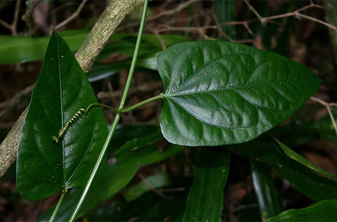 Adenia lobata