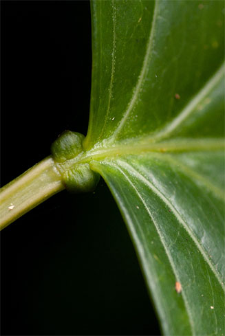 Adenia lobata