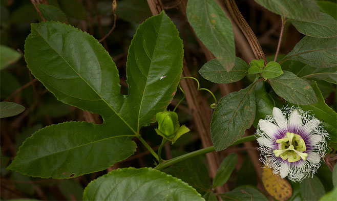 Passiflora edulis (Purple granadilla, Passion fruit)