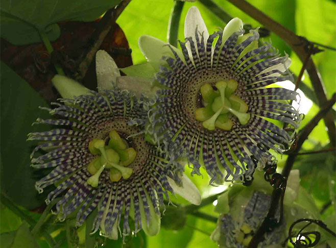 Passiflora ligularis (Sweet granadilla)