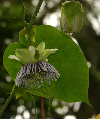 Passiflora ligularis (Sweet granadilla)