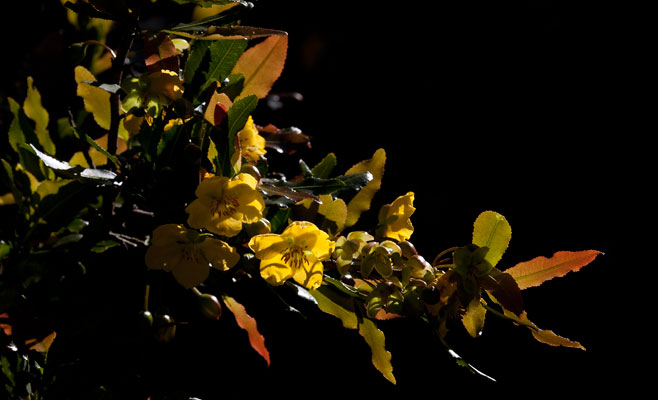 Ochna natalitia (Showy ochna, Natal plane)