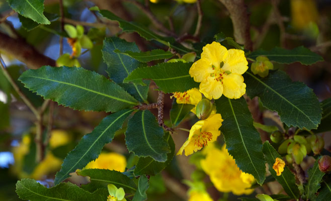 Ochna natalitia (Showy ochna, Natal plane)