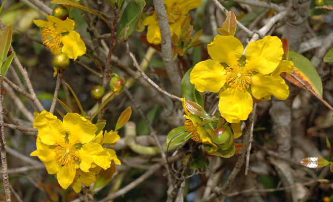 Ochna barbarosae (Sand ochna)