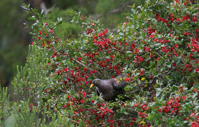 Ochna serrulata (Carnival ochna)