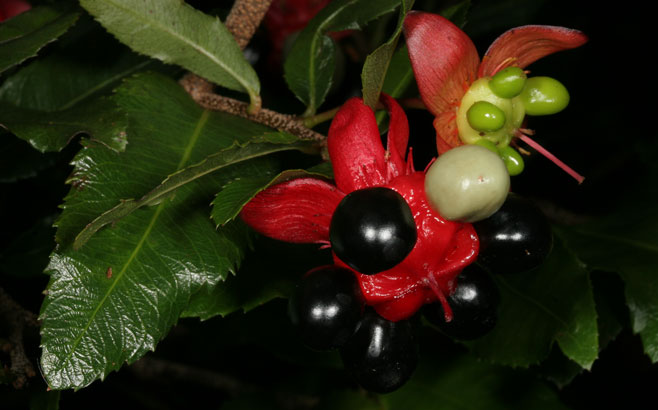 Ochna serrulata (Carnival ochna)