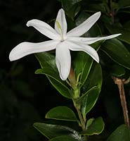 Jasminum multipartitum